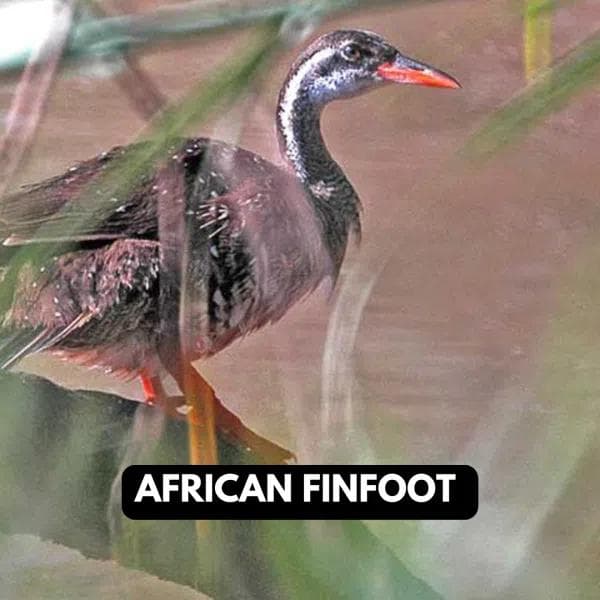 African FinFoot