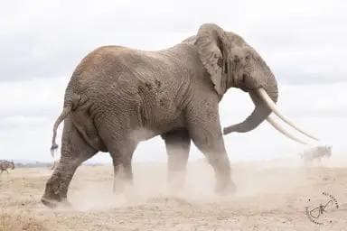 Old Elephant in Dust