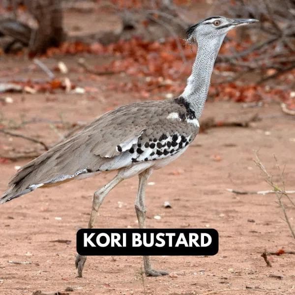Kori Bustard