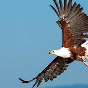 Eagle