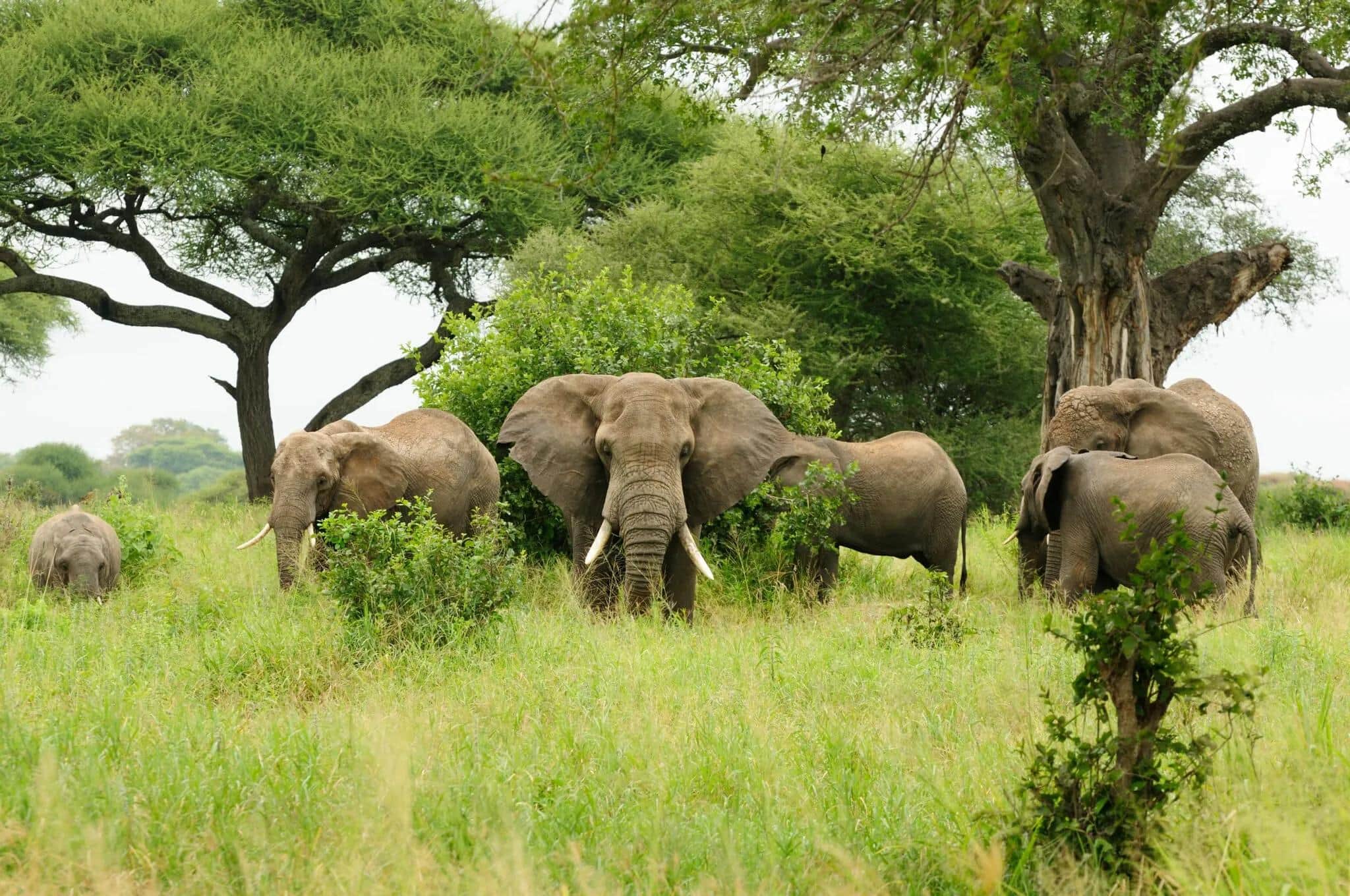 Elephants walking through the green savanna of Chobe National Park, Botswana