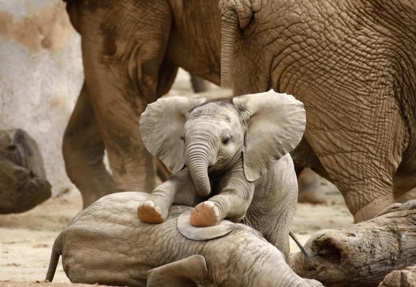 Elephant cute baby