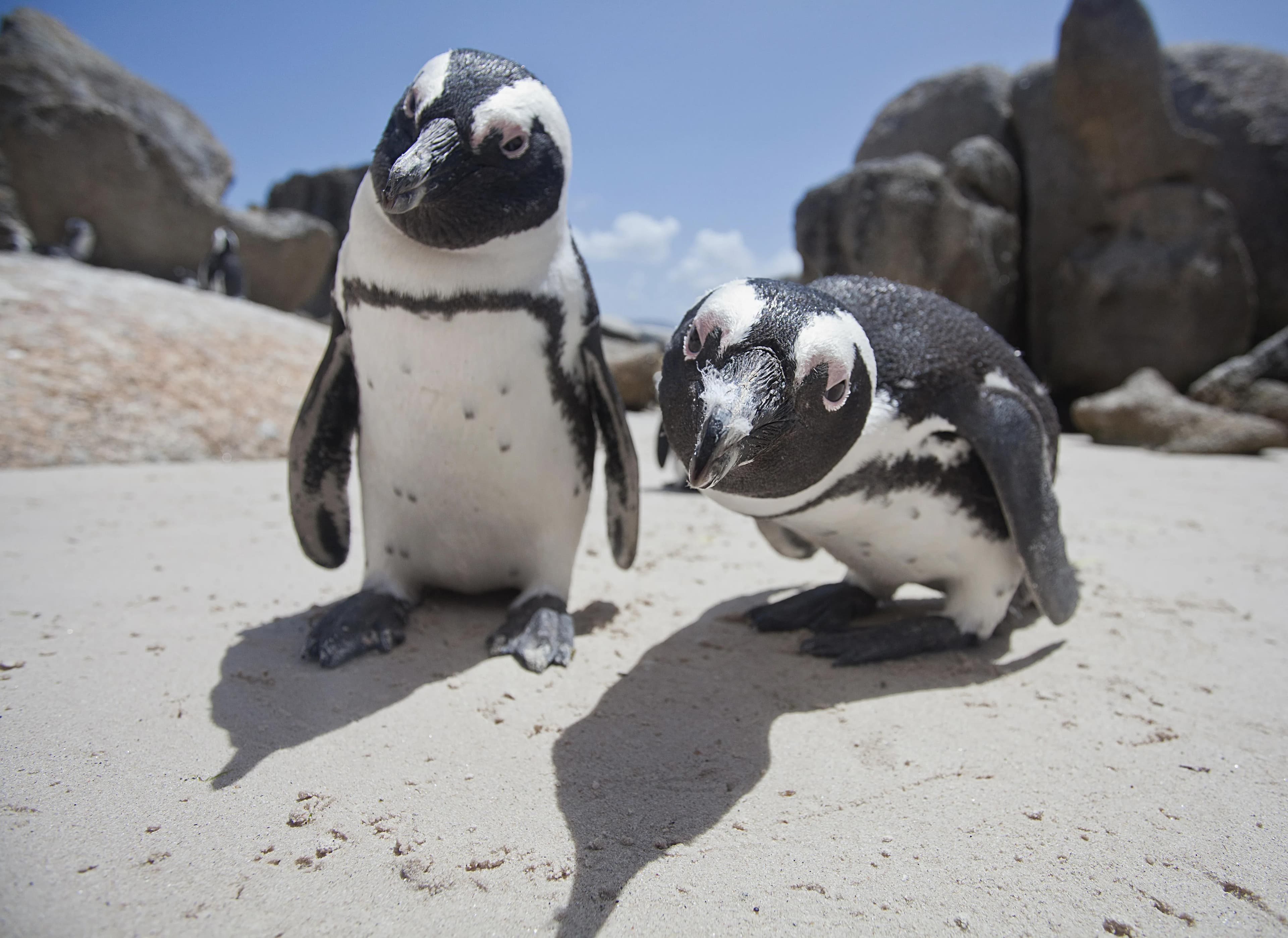 Penguins Boulders SA