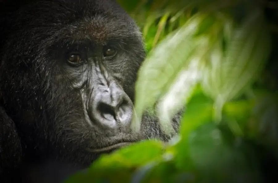 Gorilla Closeup