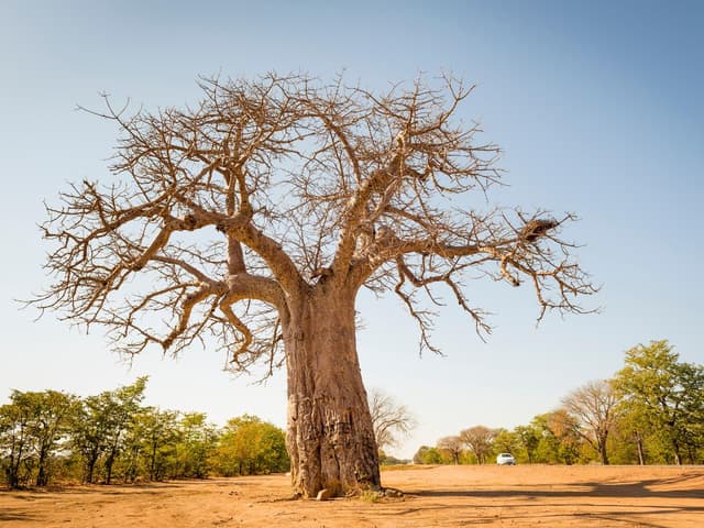 ancient baobabs Tree