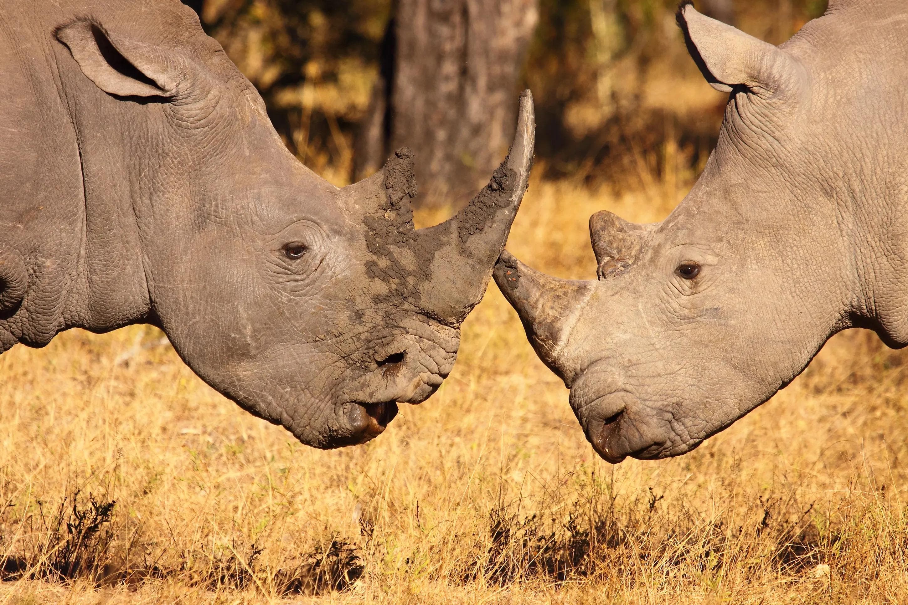 Two white rhinos facing each other, touching horns in a dry grassland.