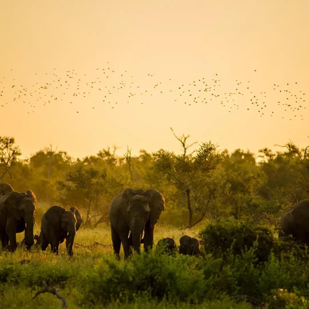 Elephant Migration in Botswana