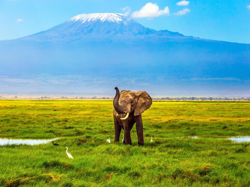 Elephant infront of Kilomanjaro on green grass and some birds