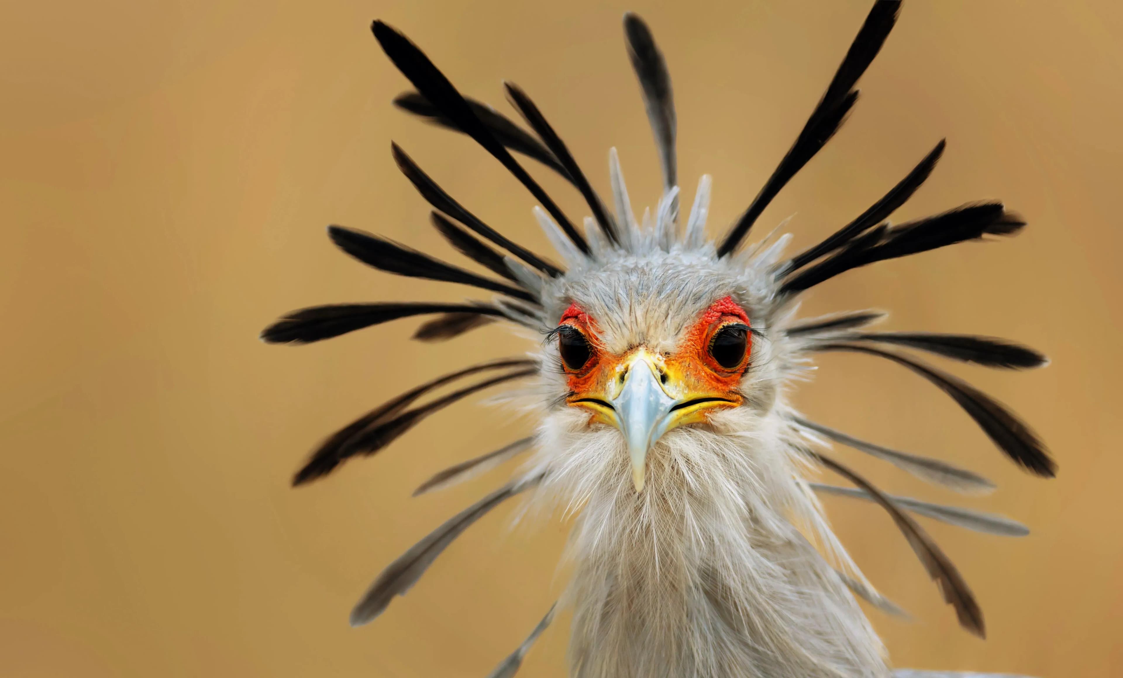 Wings over Wilderness