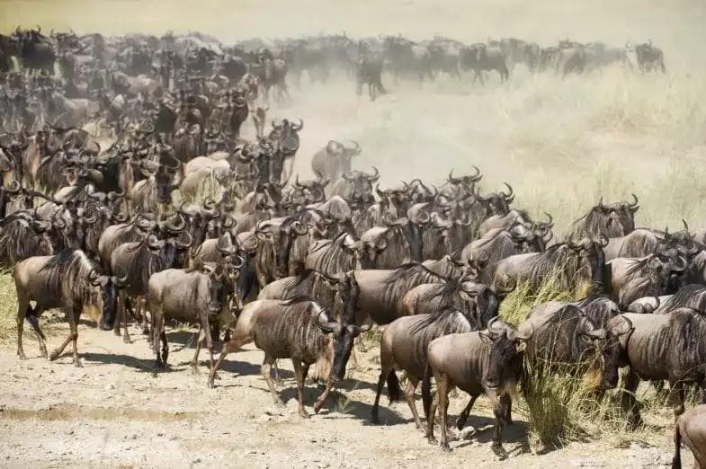 Large herd of wildebeest crossing dry grasslands during the Great Migration in Tanzania’s Serengeti