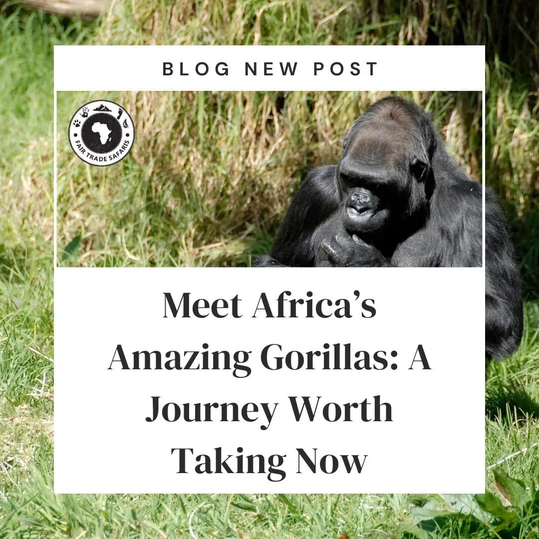 Amazing Gorillas