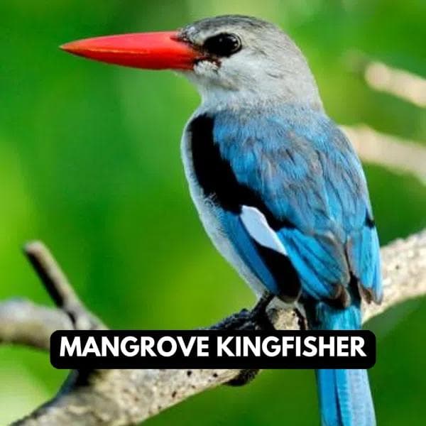 Mangrove Kingfisher