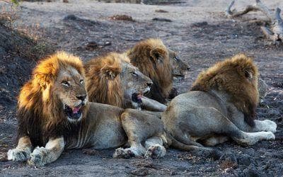 Four male lions resting together on dry ground, showcasing a strong and strategic African lion coalition.