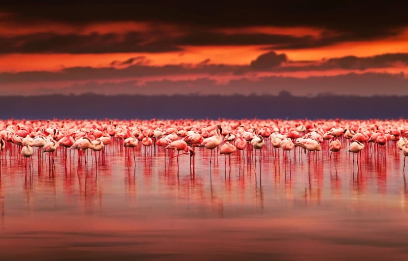 Flamingo sunset