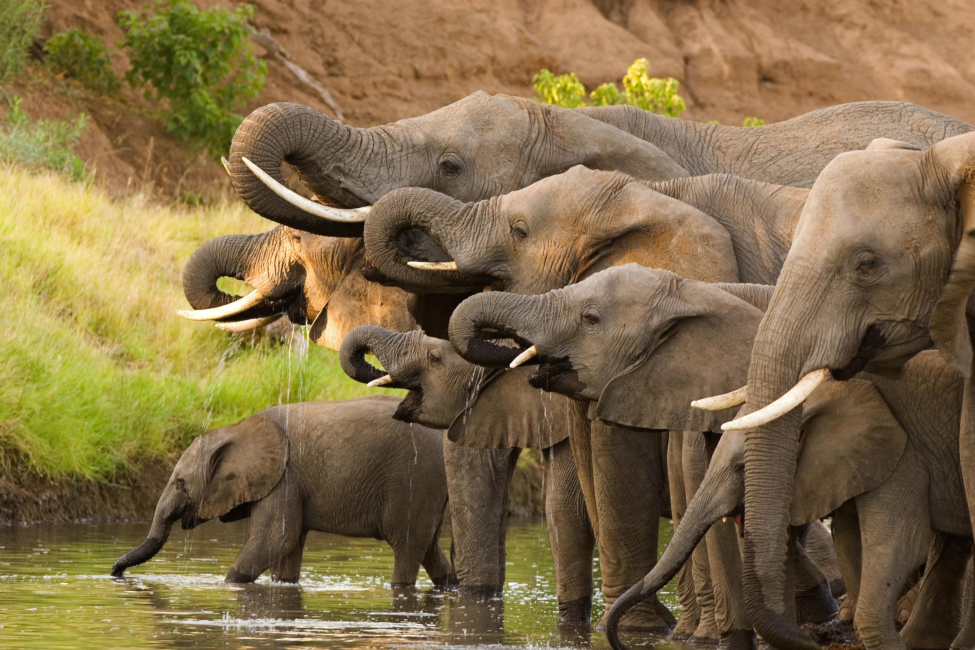 Elephants drinking