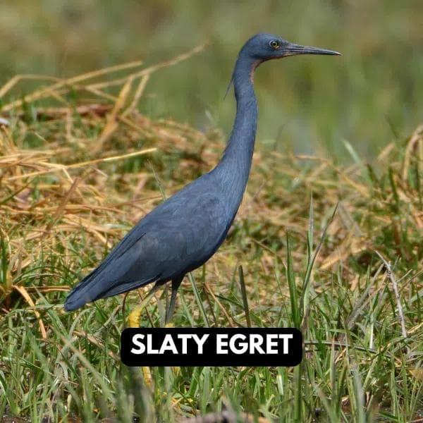 Slaty Egret