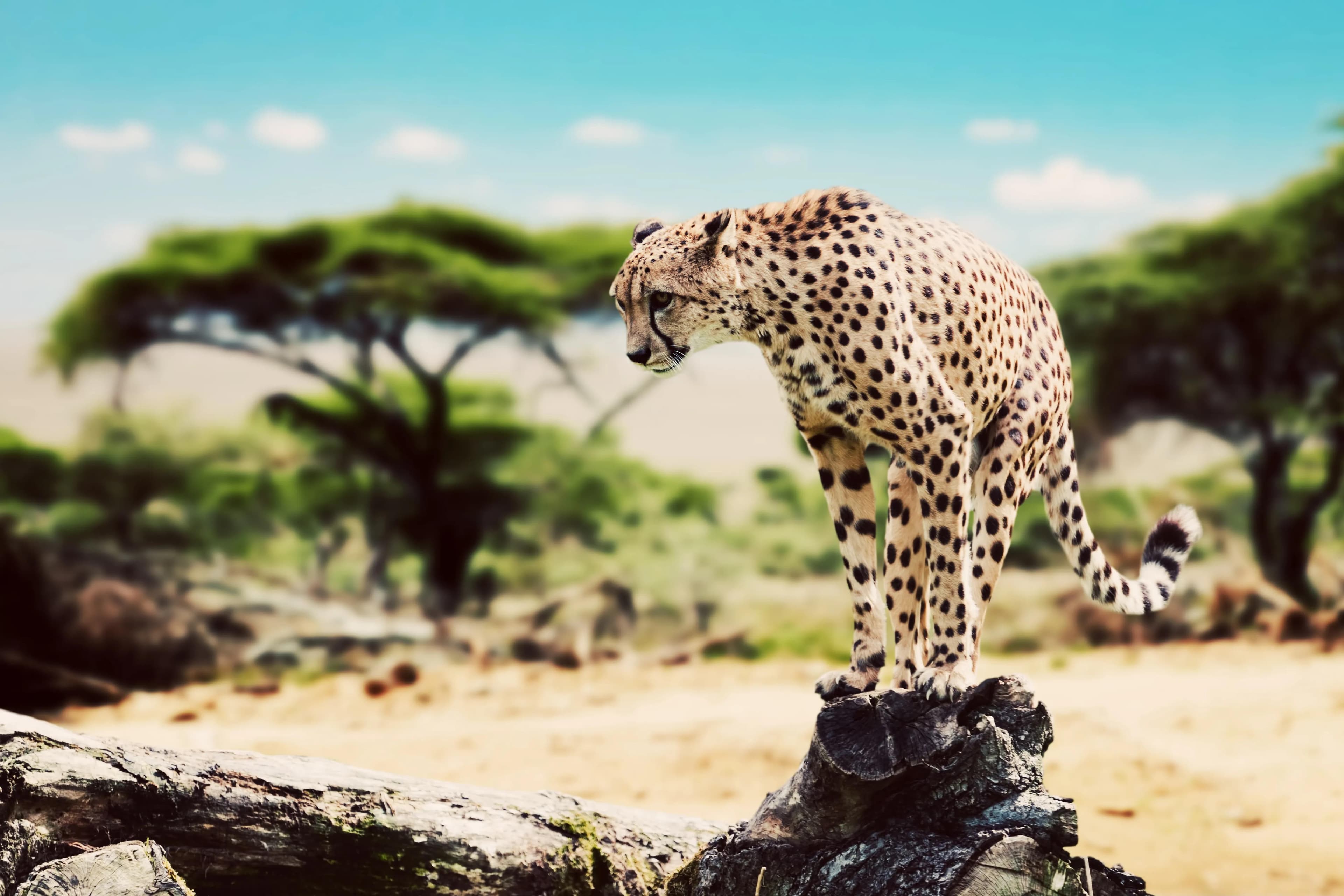 Cheetah standing alert on a rock with acacia trees and savanna landscape in the background