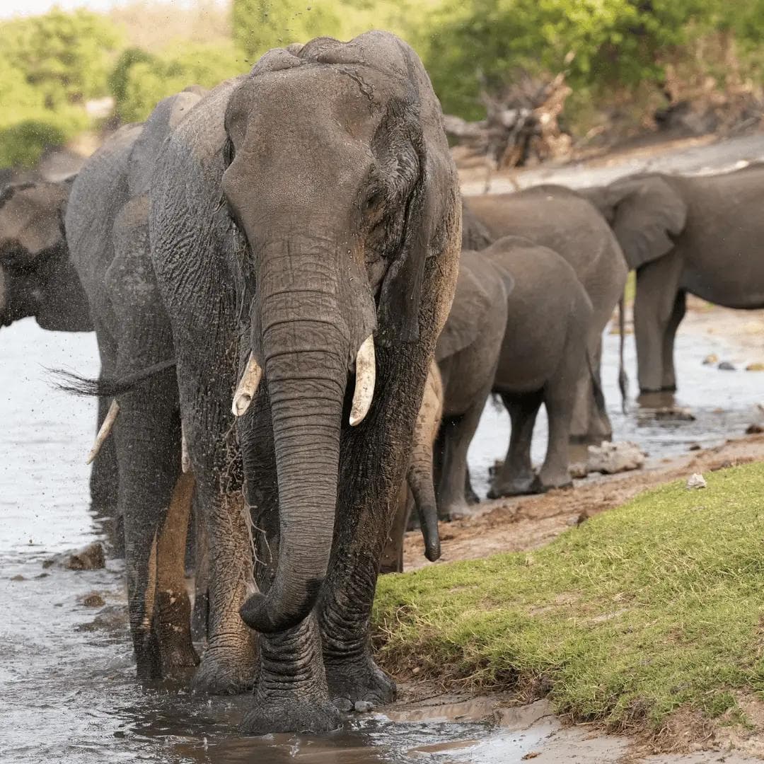 Elephant Corridors of the Kavango