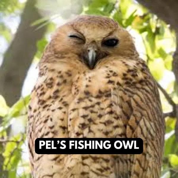 Pels Fishing Owl