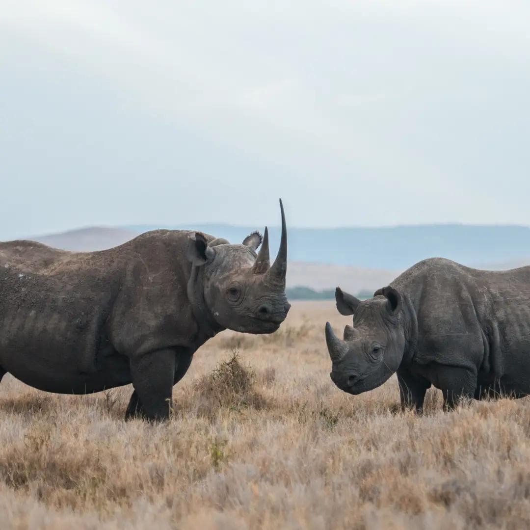peaceful wildlife scene, no disturbance