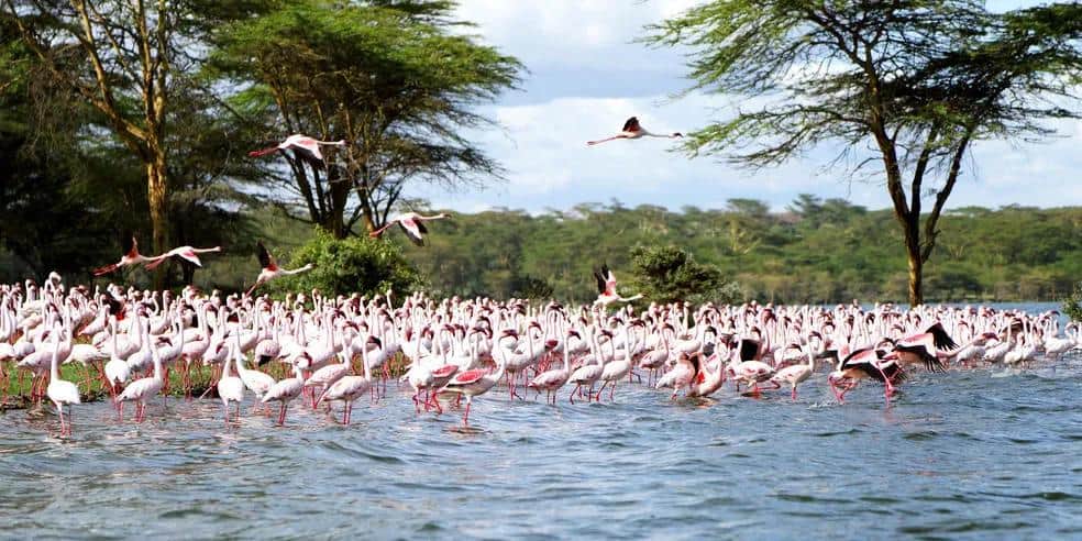 Flamingos wading and flying over Lake Nakuru in Kenya