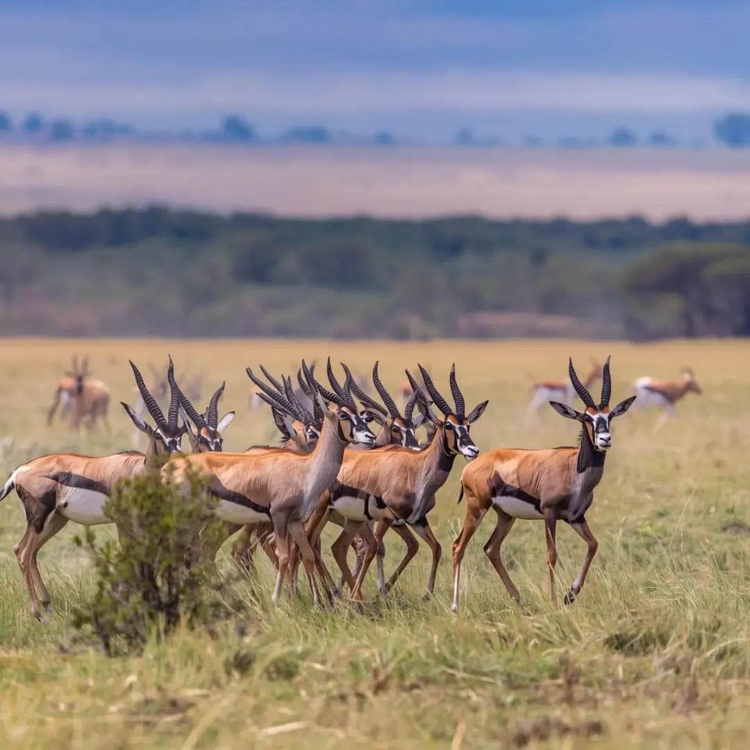 springbok migration