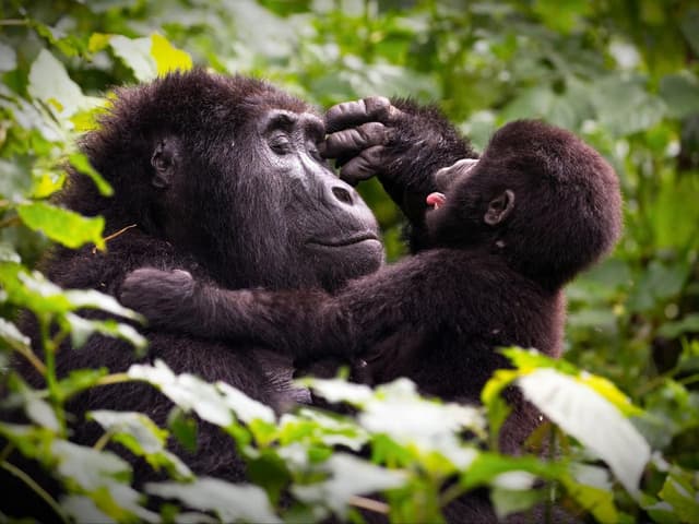 Gorilla and her baby playing