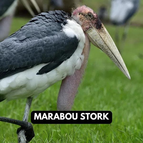 Marabou Stork