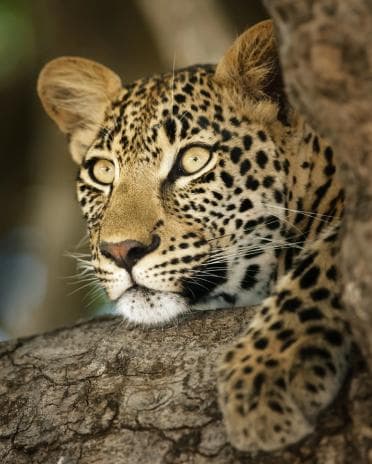 Leopard on Rock
