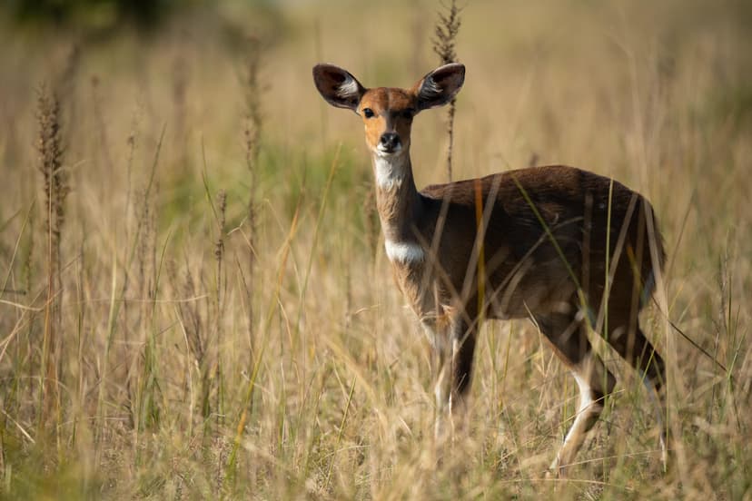 South Africa 1907 0162