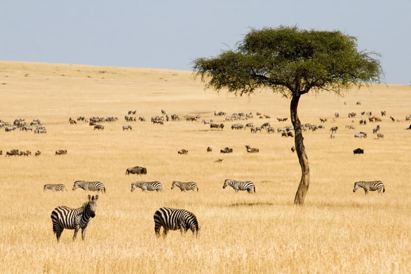 Zebra Wildebeest herd migration