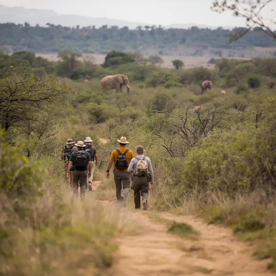 Group of travelers walking through the bush with elephants visible in the distance.