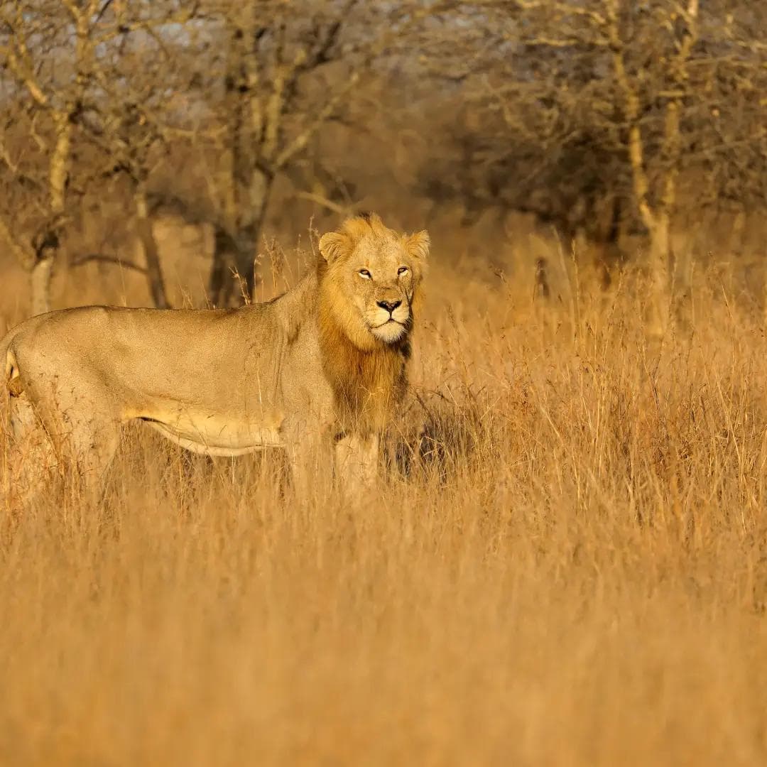 wide view, habitat with wildlife