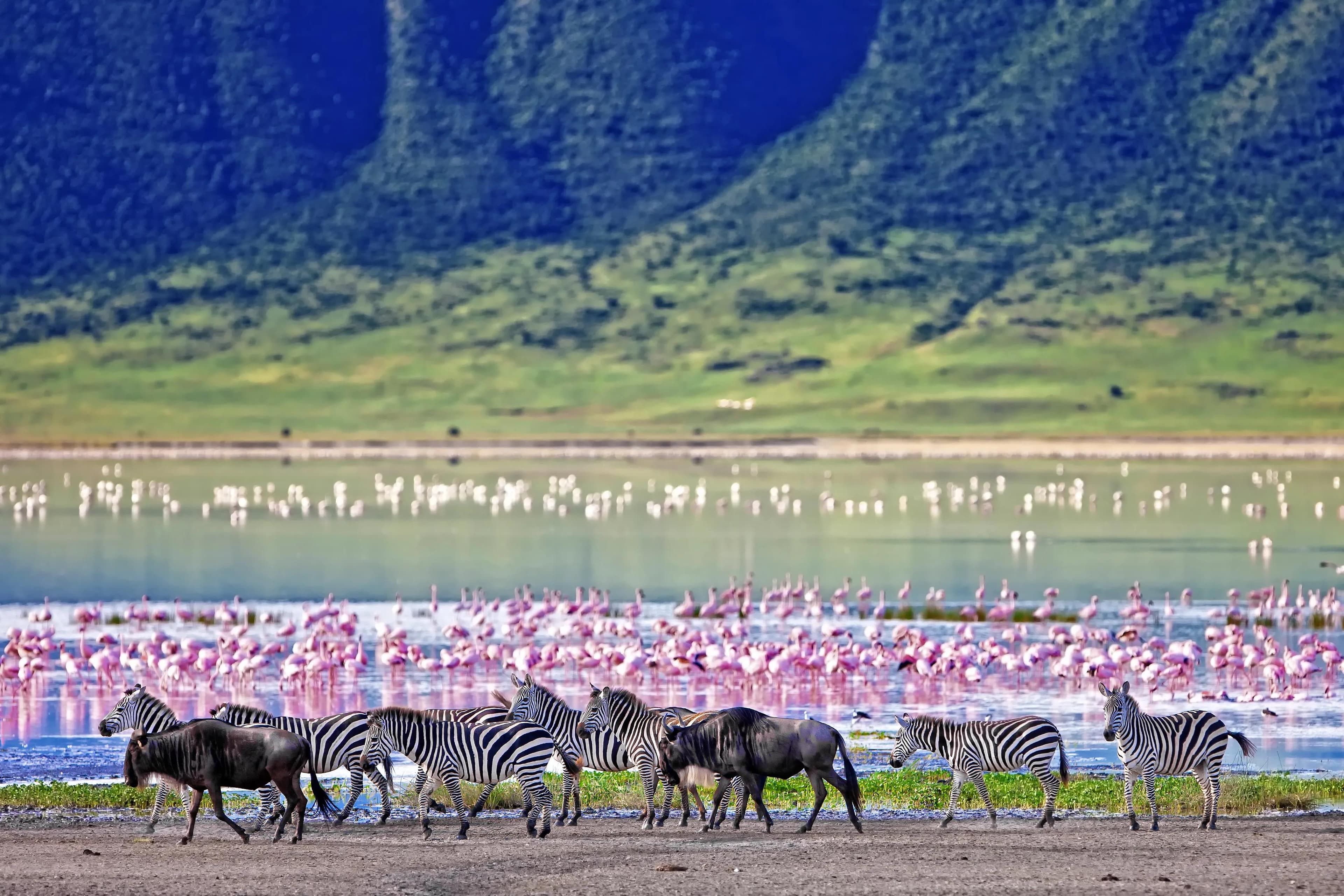 Zebras and wildebeest walking along a lake shore with a large flock of flamingos in Ngorongoro Crater, Tanzania