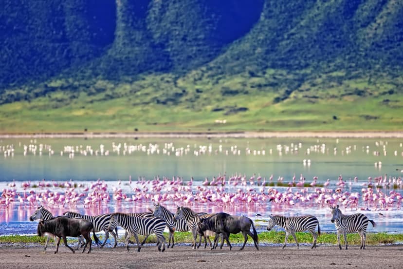 Zebras & wildebeest with flamingos in background in Ngorongoro