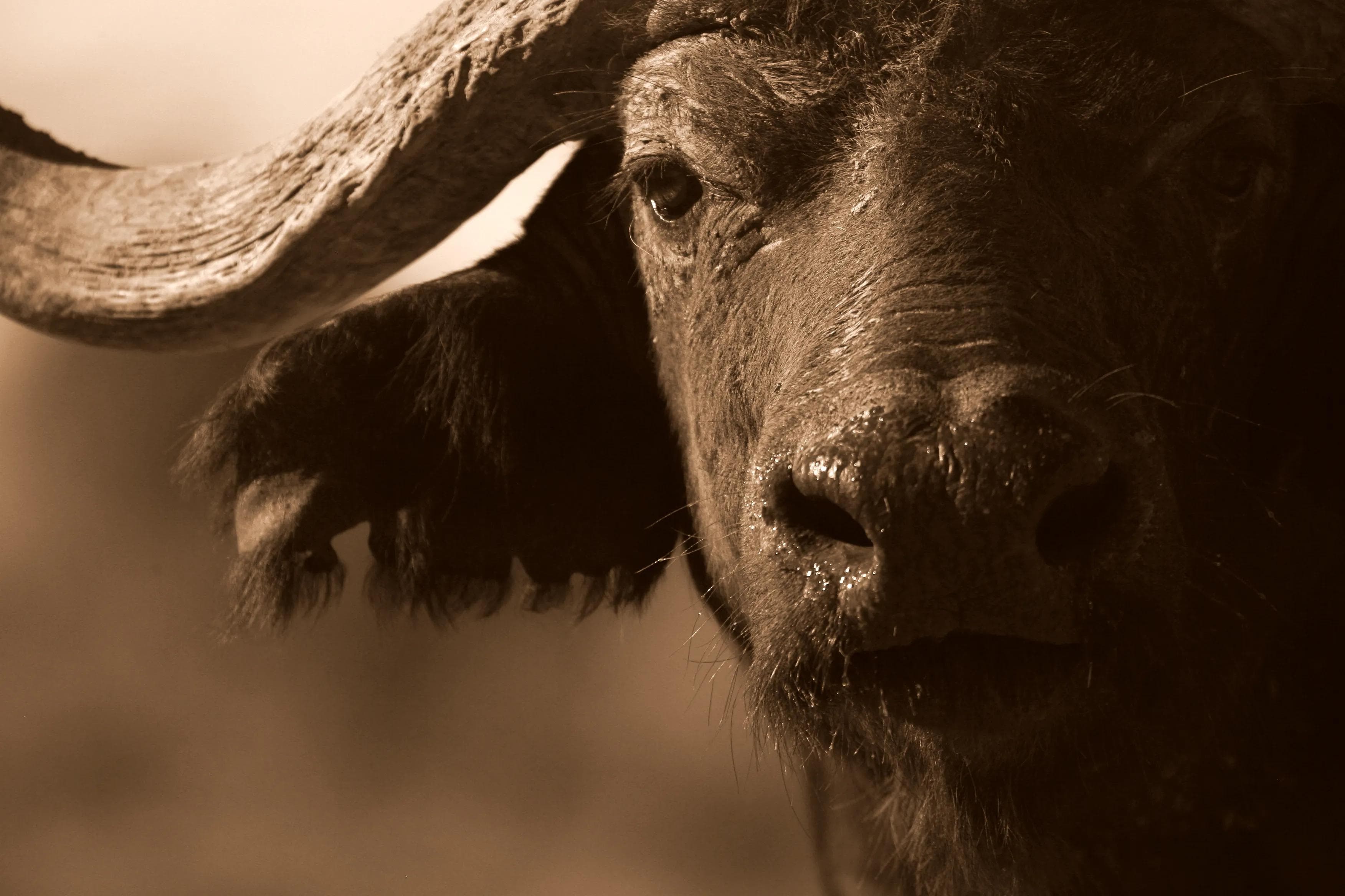 Sepia-toned close-up of an African buffalo in Tanzania’s Ngorongoro region
