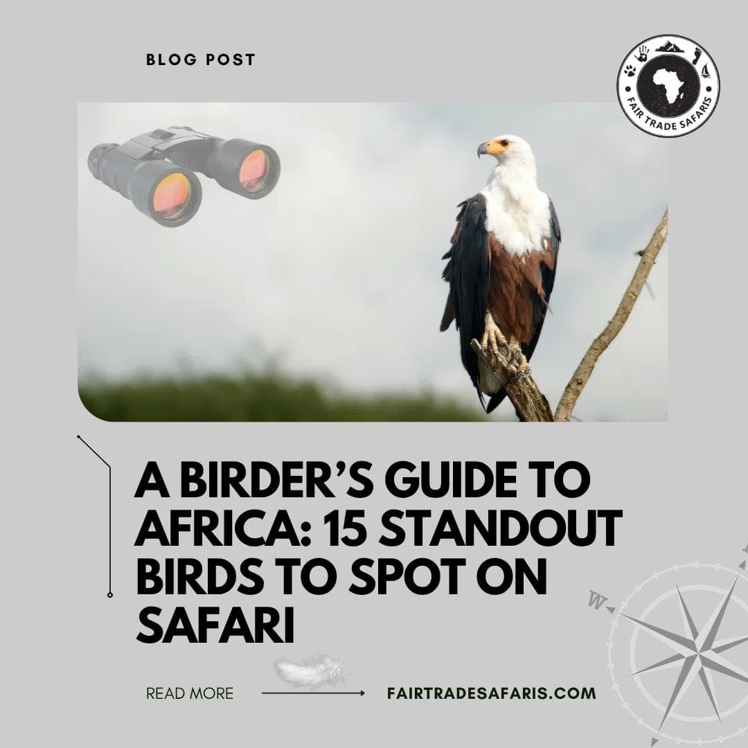 Blog graphic showing an African fish eagle perched on a branch for “A Birder’s Guide to Africa” safari blog