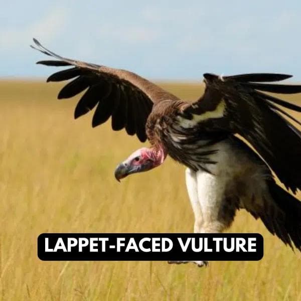 Lappet-Faced Vulture