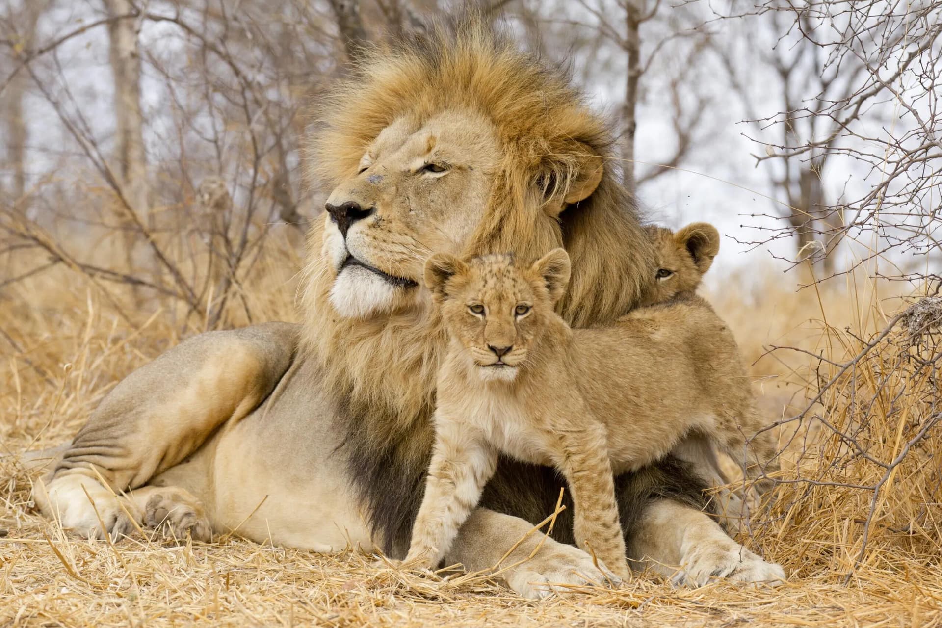 Lion and Cub