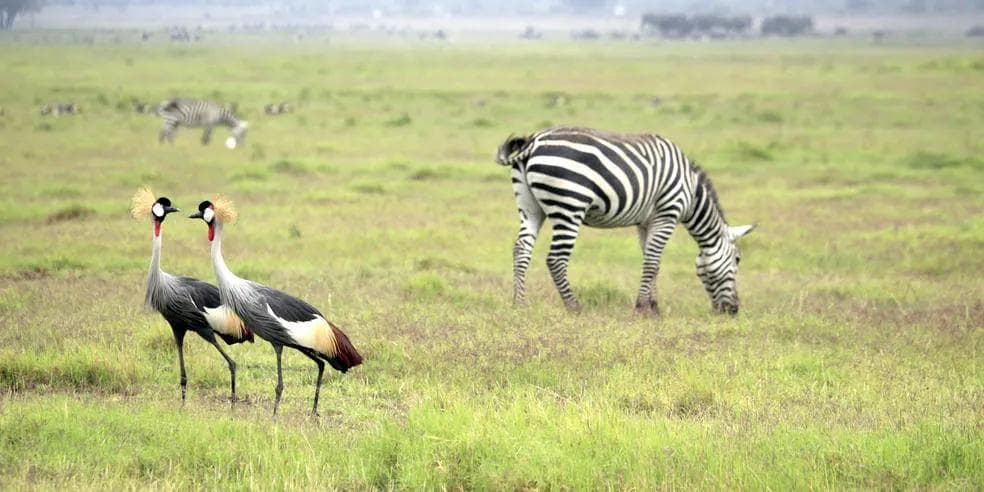 Kenya Big 5 Safari: Amboseli & Mara