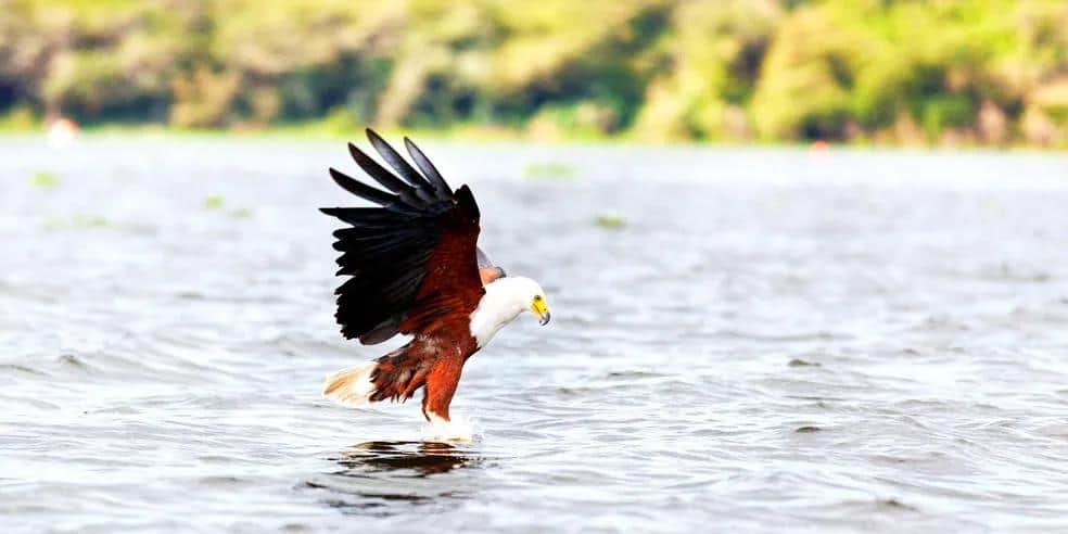 African fish eagle swooping down to catch prey on a lake surface, with blurred green background