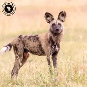 Wild African Dog