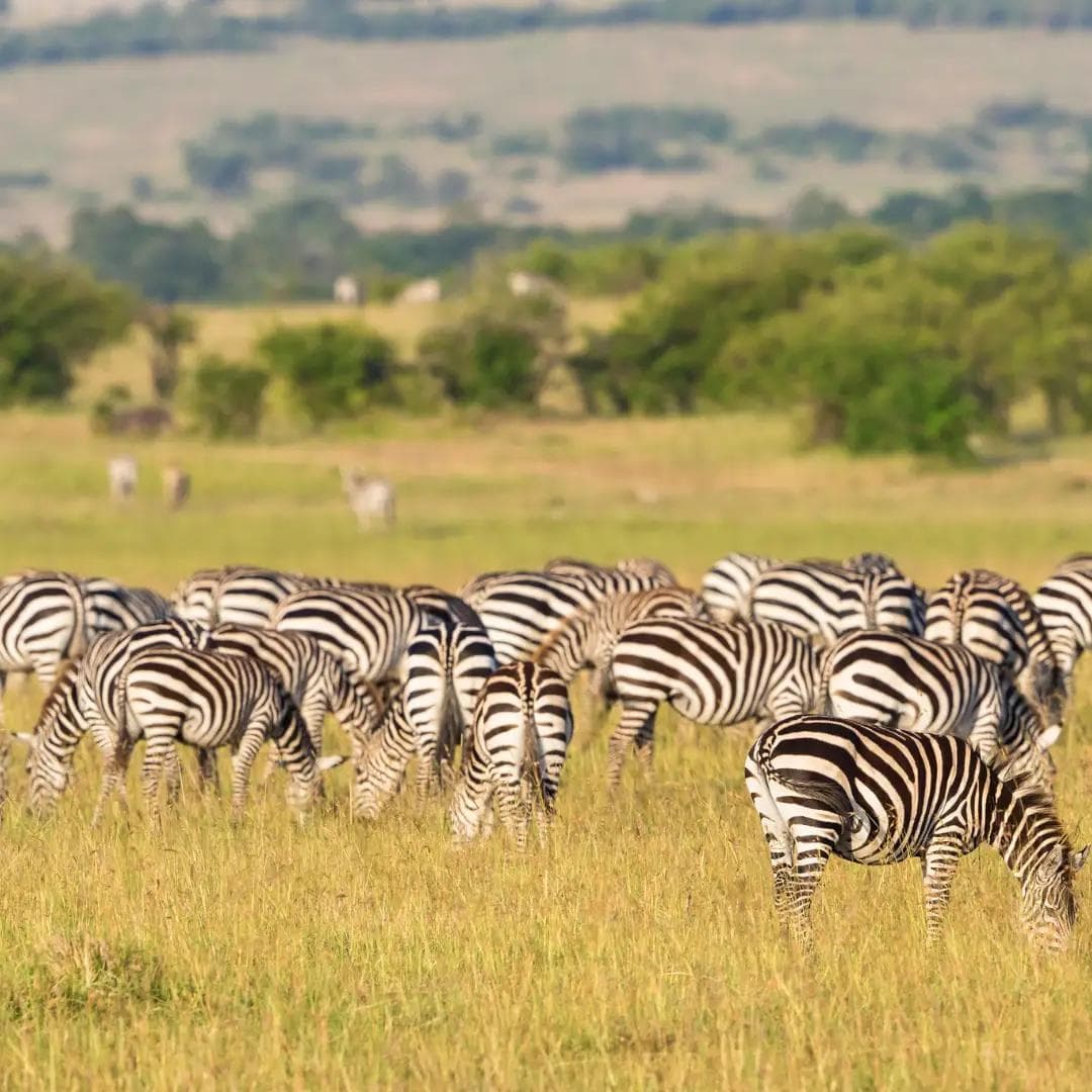 herd standing still or quietly grazing
