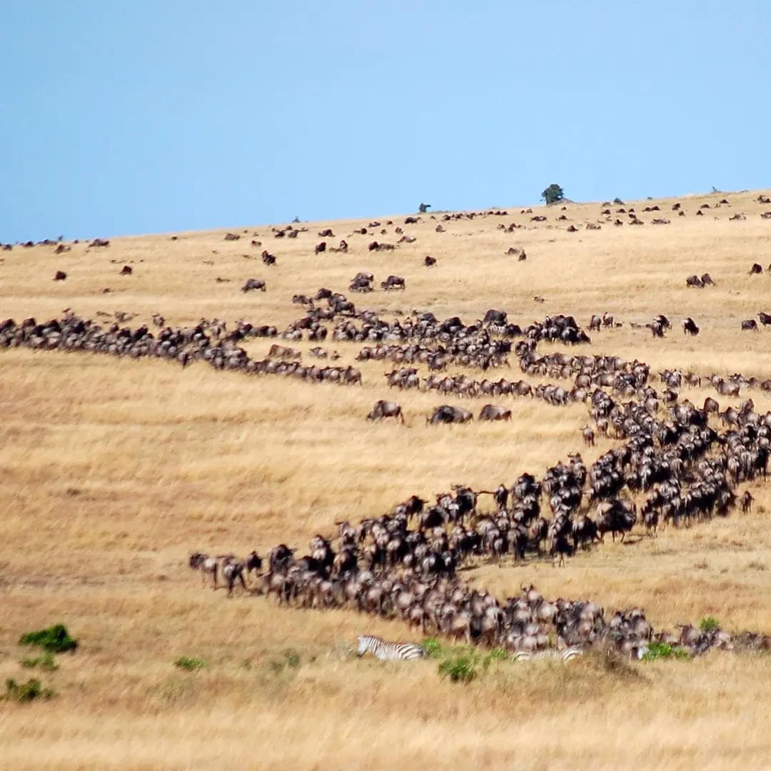 Serengeti–Masai Mara Wildebeest Migration