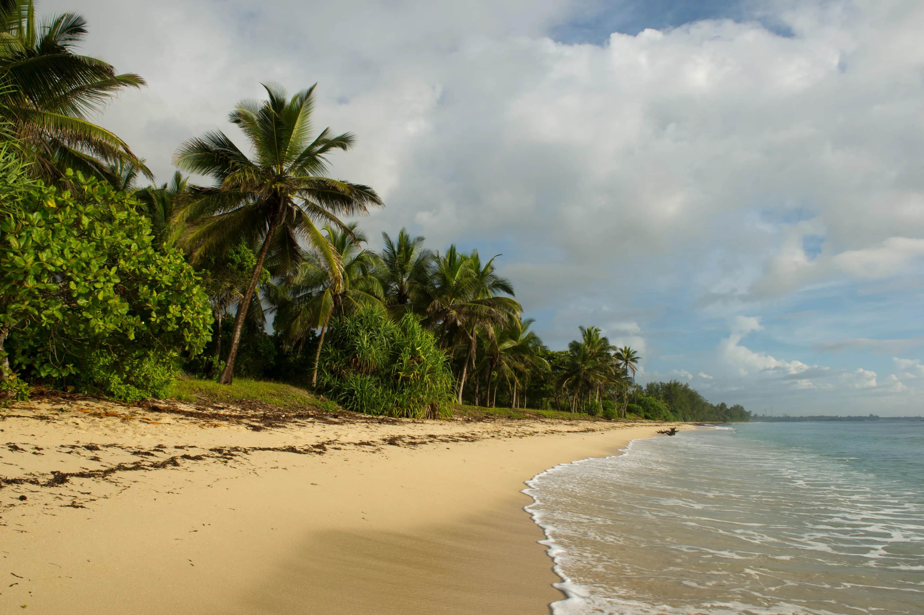 Secluded palm-lined beach with golden sand and gentle waves in Mombasa, Kenya