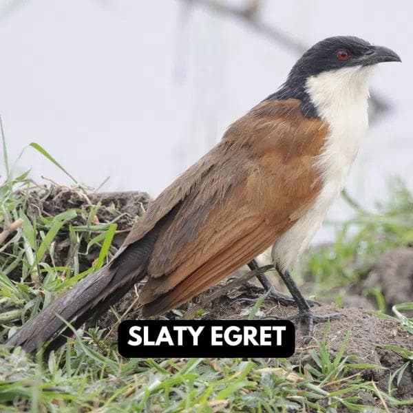 Copper-Tailed Coucal