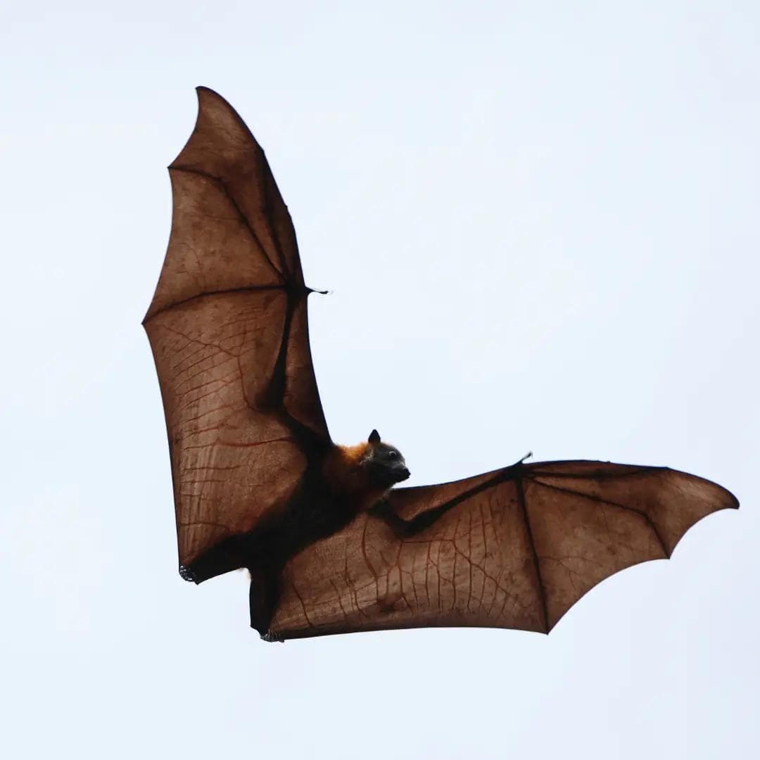 Mammal Migration on Earth – Kasanka Fruit Bats (Zambia)