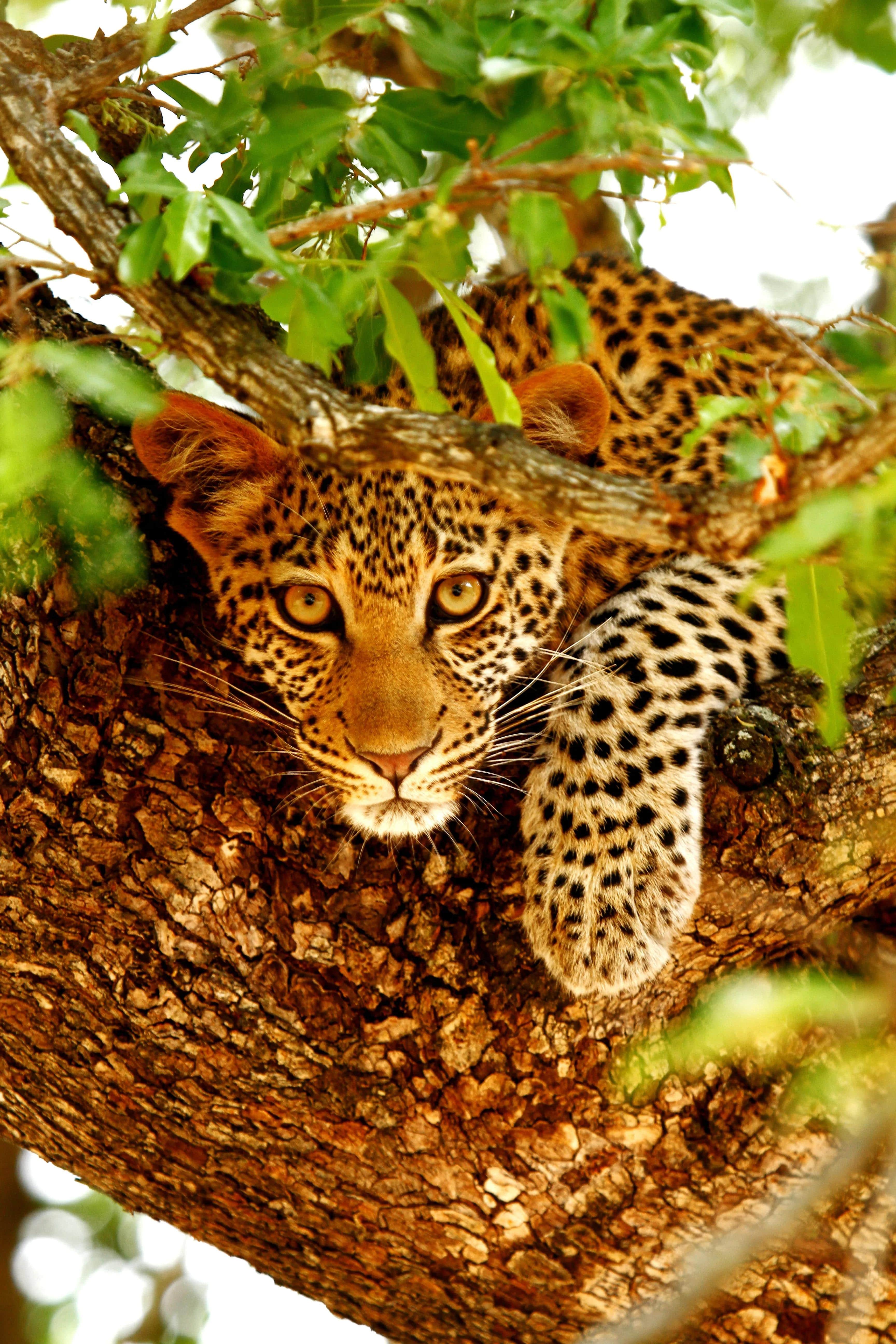 Leopard resting on a tree branch in Kenya's Meru National Park