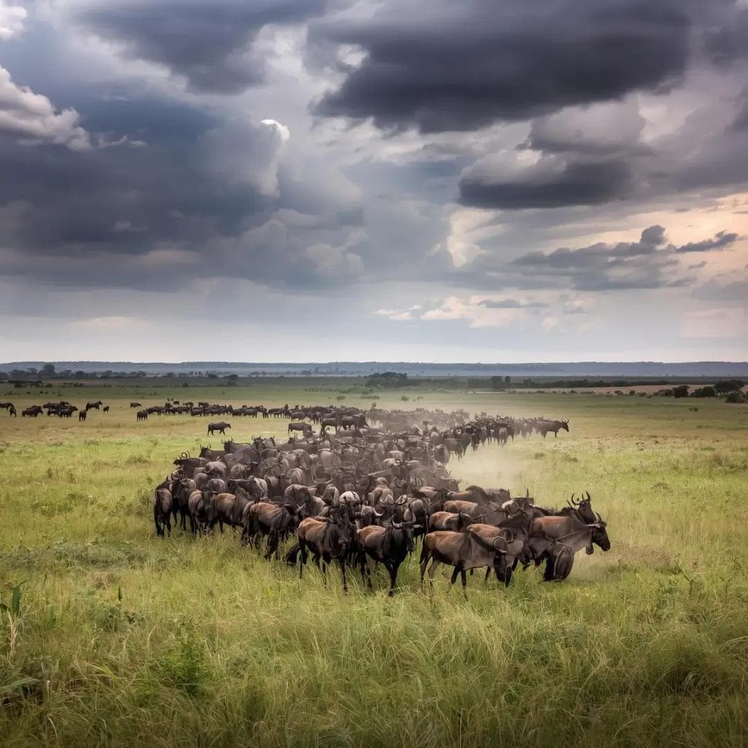 Migration We Almost Lost – Liuwa Plains (Zambia)