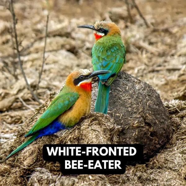 White Fronted Bee Eater